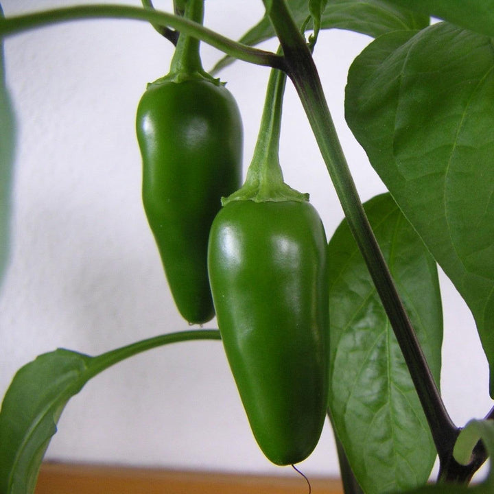 Capsicum annuum 'Jalapeno' ~ Jalapeno Pepper