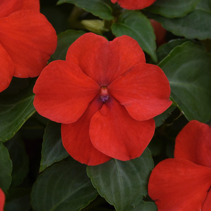 Impatiens walleriana 'PAS1413665' ~ Beacon® Bright Red Impatiens
