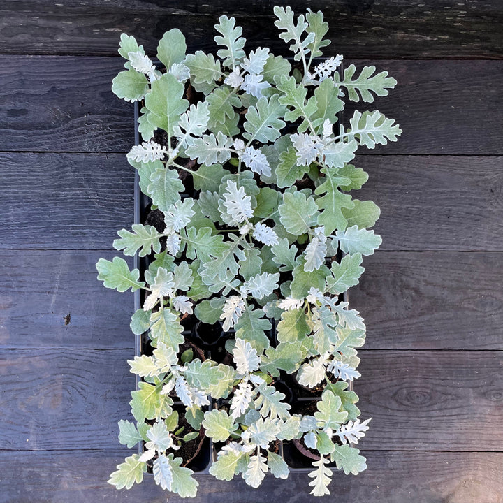 Senecio cineraria 'Silverdust' ~ Silverdust Dusty Miller