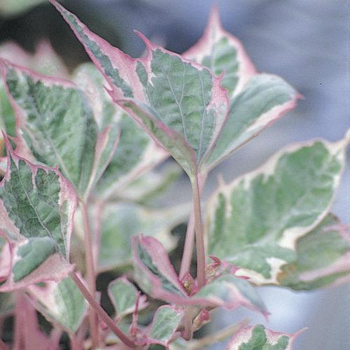 Ipomoea batatas ‘Tricolor’ ~ PW® Tricolor Sweet Potato