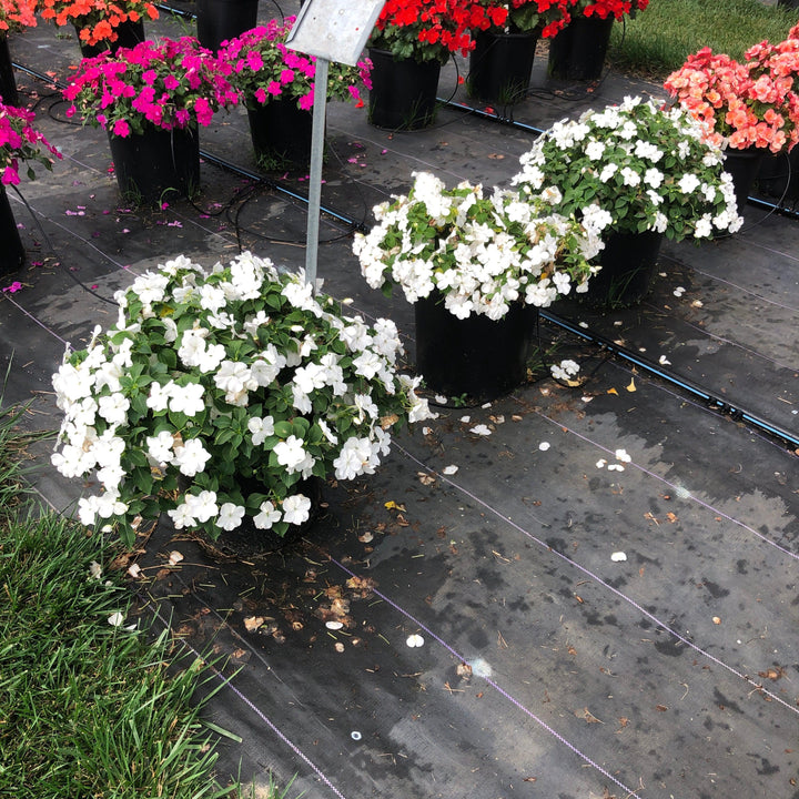Impatiens walleriana 'PAS1357832' ~ Beacon® White Impatiens