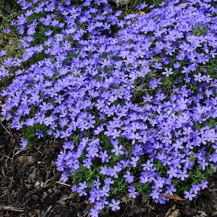Phlox 'Violet Pinwheels' ~ Violet Pinwheels Phlox