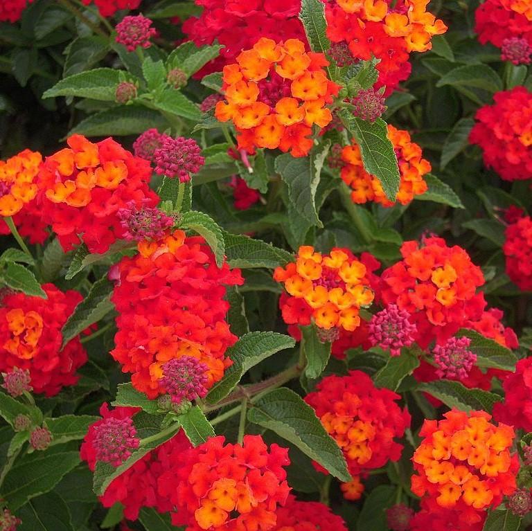 Lantana camara 'Balluced' ~ Little Lucky™ Red Lantana