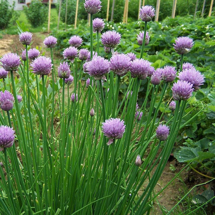 Allium schoenoprasum ~ Chives