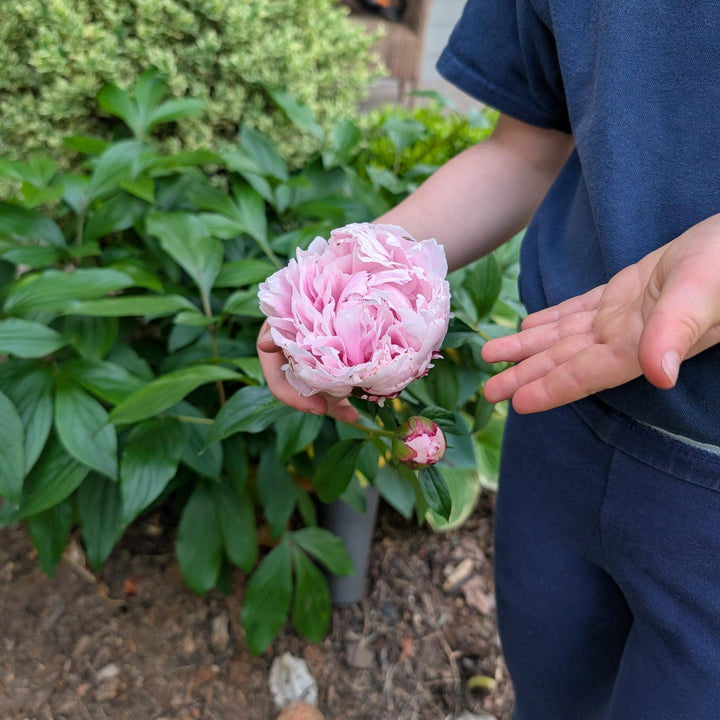 Paeonia lactiflora 'Sarah Bernhardt' ~ Sarah Bernhardt Peony
