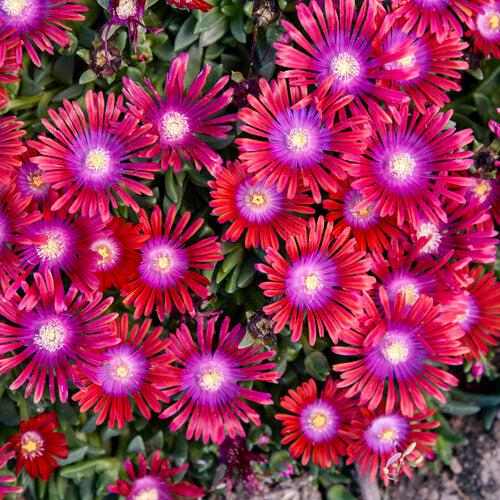 Delosperma 'Razzle Dazzle' ~ Kaleidoscope™ Razzle Dazzle Ice Plant