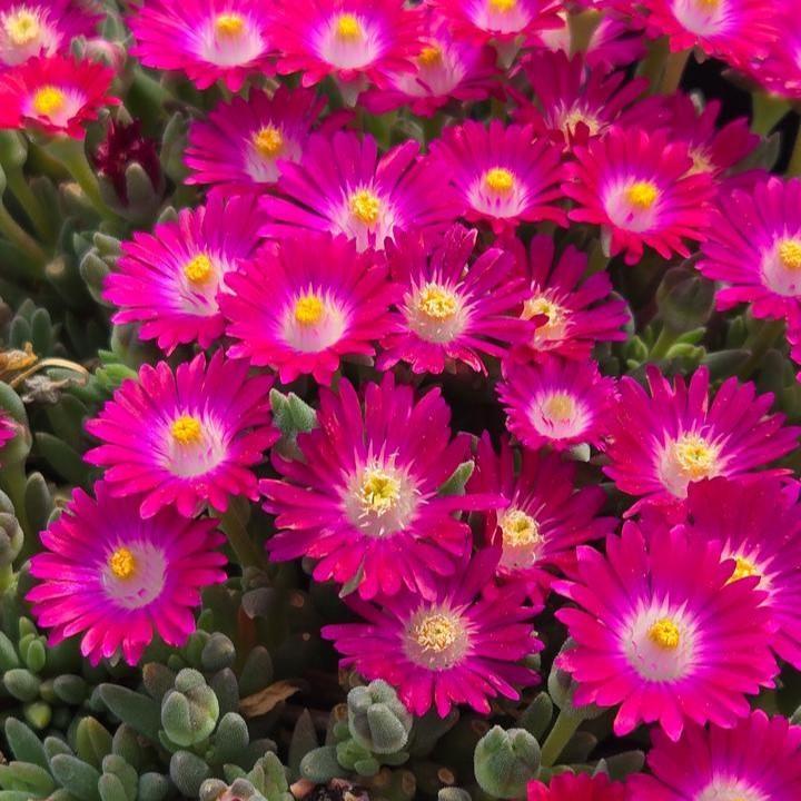 Delosperma cooperi 'DSAM13-1' ~ Jewel of Desert® Amethyst Ice Plant