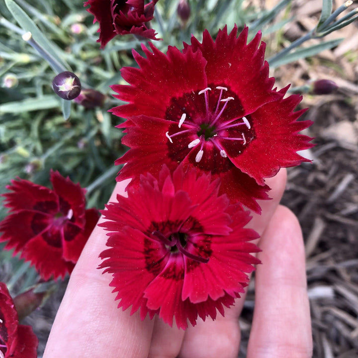 Dianthus 'Wp20 Ppa01‘ PPAF ~ Star Single™ Fire Star Imp. Dianthus