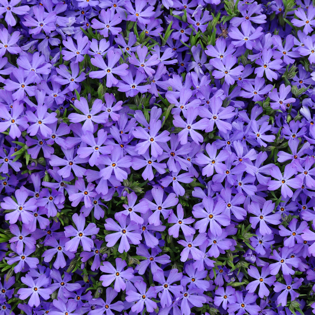Phlox 'Violet Pinwheels' ~ Violet Pinwheels Phlox