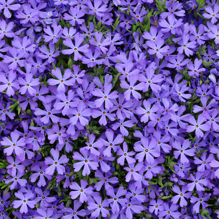 Phlox 'Violet Pinwheels' ~ Violet Pinwheels Phlox