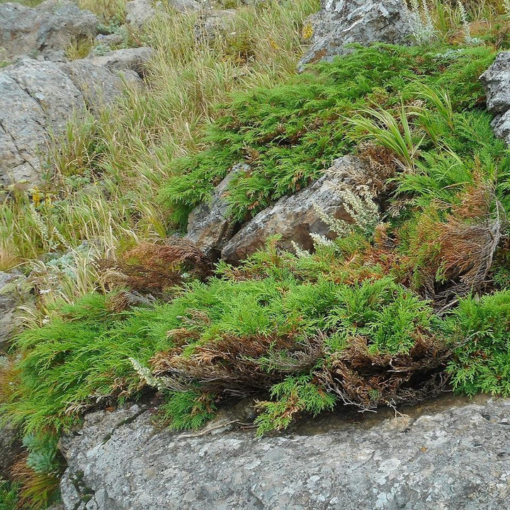 Microbiota decussata ~ Siberian Cypress, Russian Arborvitae