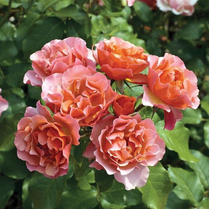 Rosa 'Meikokan' ~ Tequila® Supreme Rose