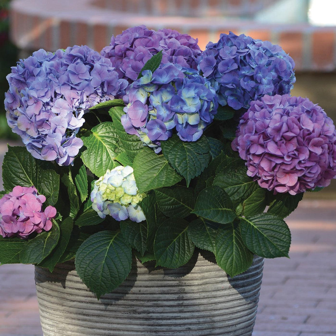 Hydrangea macrophylla 'Lindsey Ann' ~ LA Dreamin'® Hydrangea