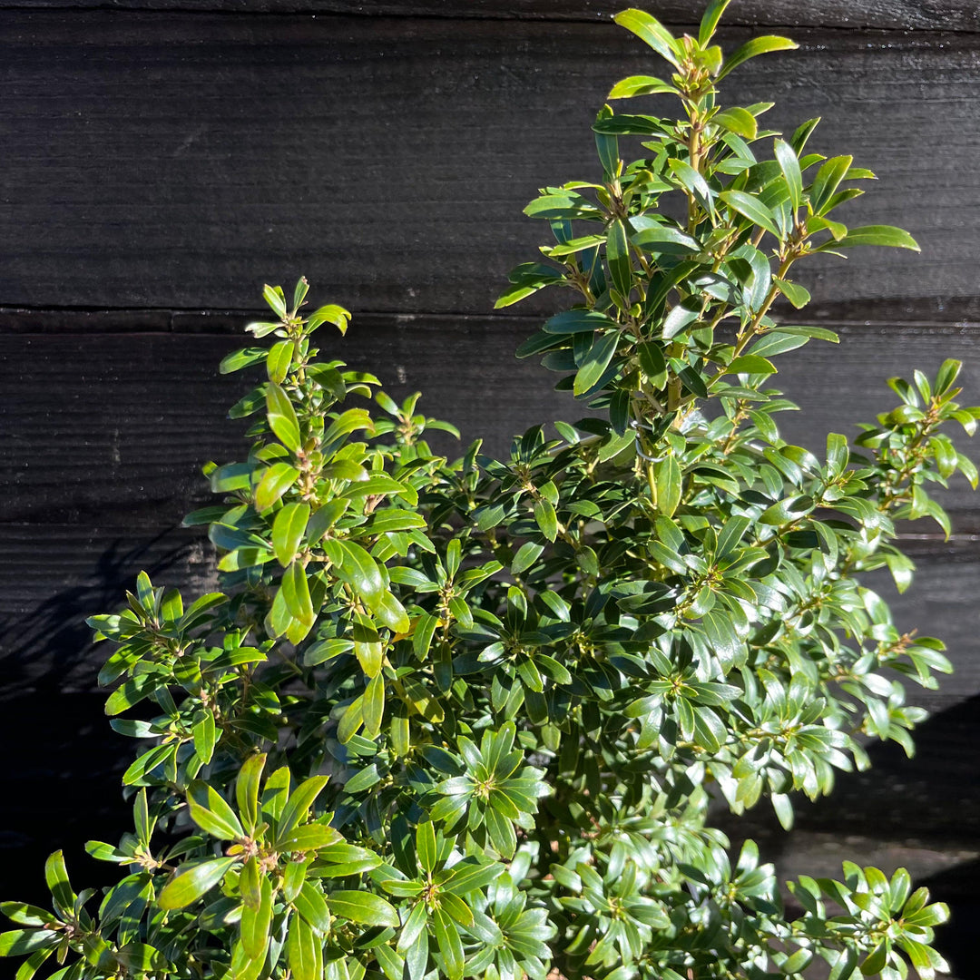 Ilex glabra 'SMNIGAB17'  - Gem Box® Inkberry Holly