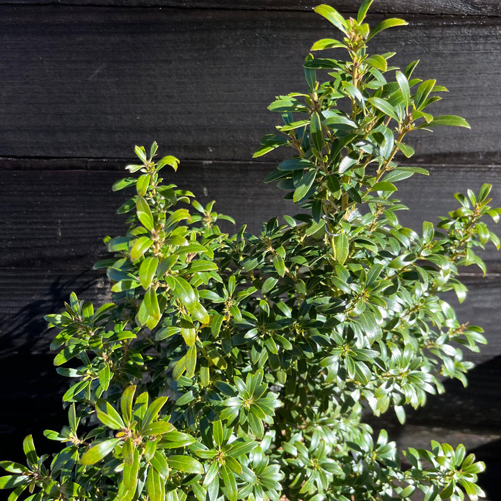 Ilex glabra 'SMNIGAB17'  - Gem Box® Inkberry Holly