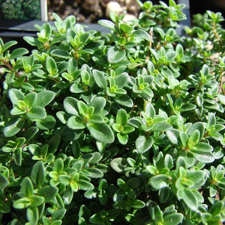 Thymus x citriodorus ~ Lemon Thyme
