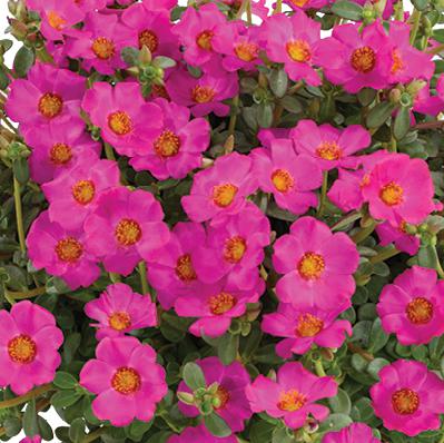 Portulaca oleracea 'Nano Pazzaz Purple' ~ Nano Pazzaz™ Purple Purslane
