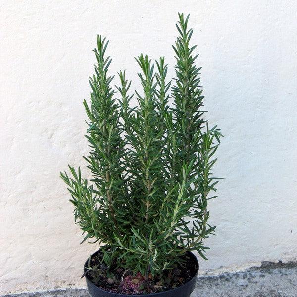 Rosmarinus officinalis ~ Rosemary