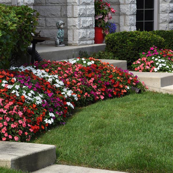 Impatiens walleriana 'Beacon Select' ~ Beacon® Select Mixture Impatiens