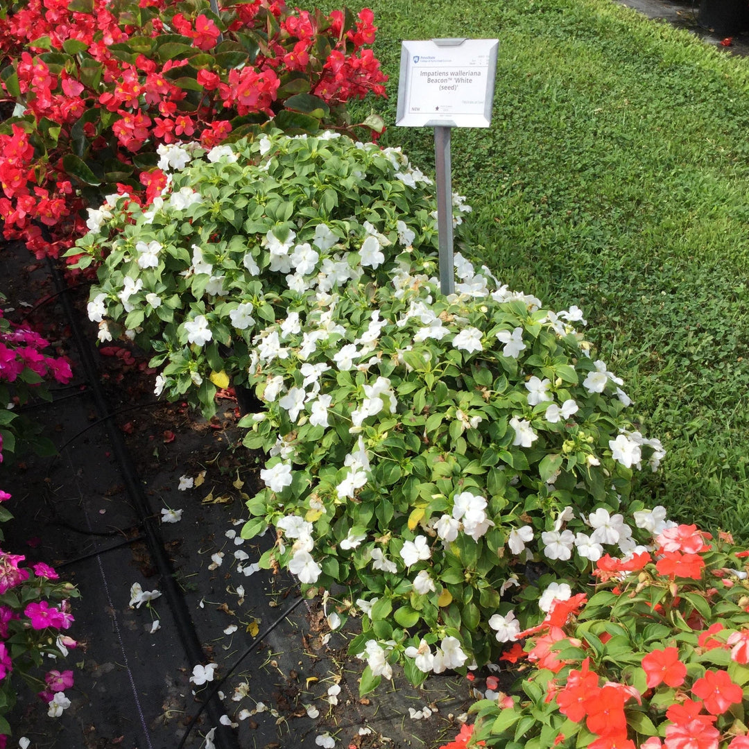 Impatiens walleriana 'PAS1357832' ~ Beacon® White Impatiens