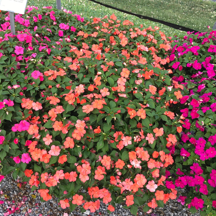 Impatiens walleriana 'PAS1357835' ~ Beacon® Salmon Impatiens