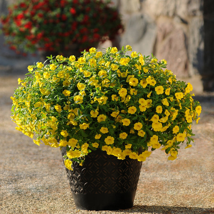 Calibrachoa hybrid 'Balcabdep' ~ Cabaret® Deep Yellow Calibrachoa