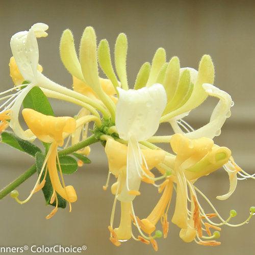 Lonicera periclymenum 'Scentsation' ~ Scentsation Honeysuckle