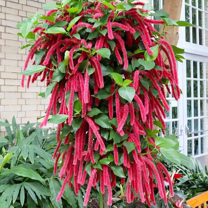 Acalypha hispida ~ Chenille Plant