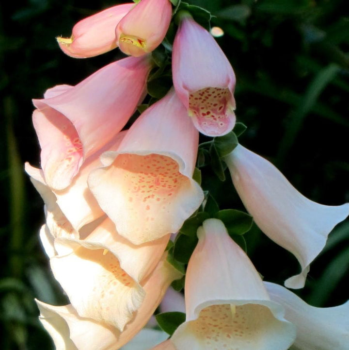 Digitalis purpurea 'Dalmatian Peach' ~ Dalmatian Peach Foxglove