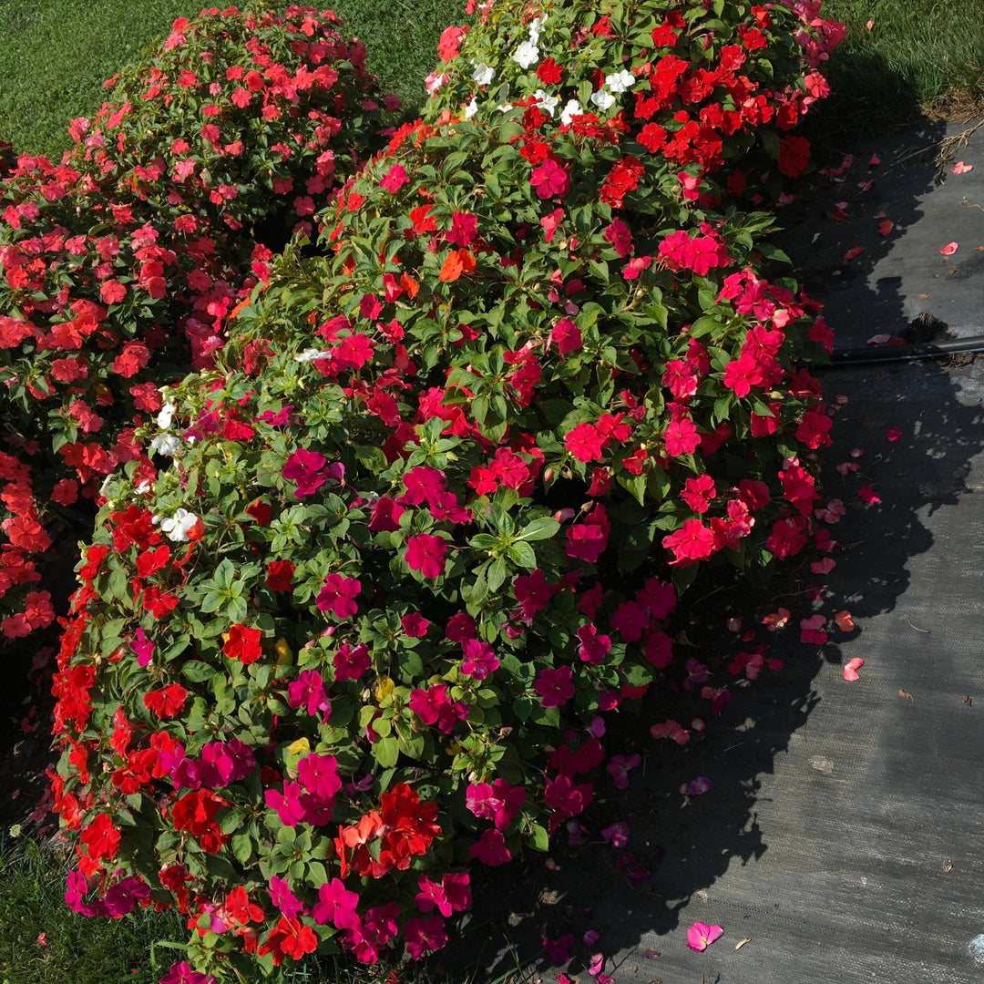 Impatiens walleriana 'Beacon Formula Mixture' ~ Beacon® Formula Mixture Impatiens