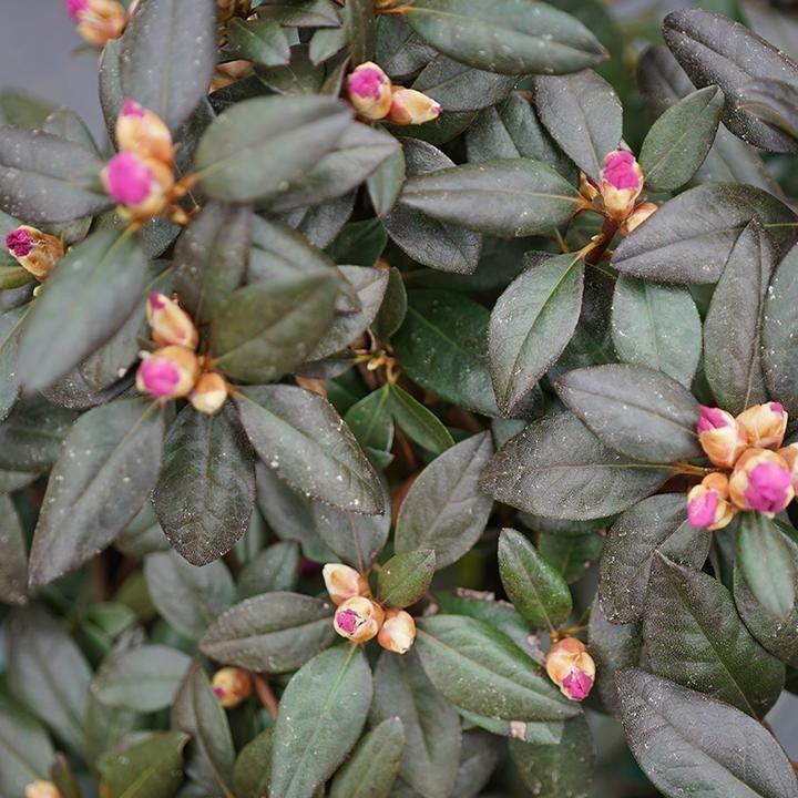 Rhododendron x 'NCRX2' ~ Black Hat® Rhododendron