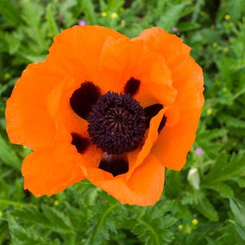 Papaver orientalis 'Prince of Orange' ~ Prince of Orange Poppies