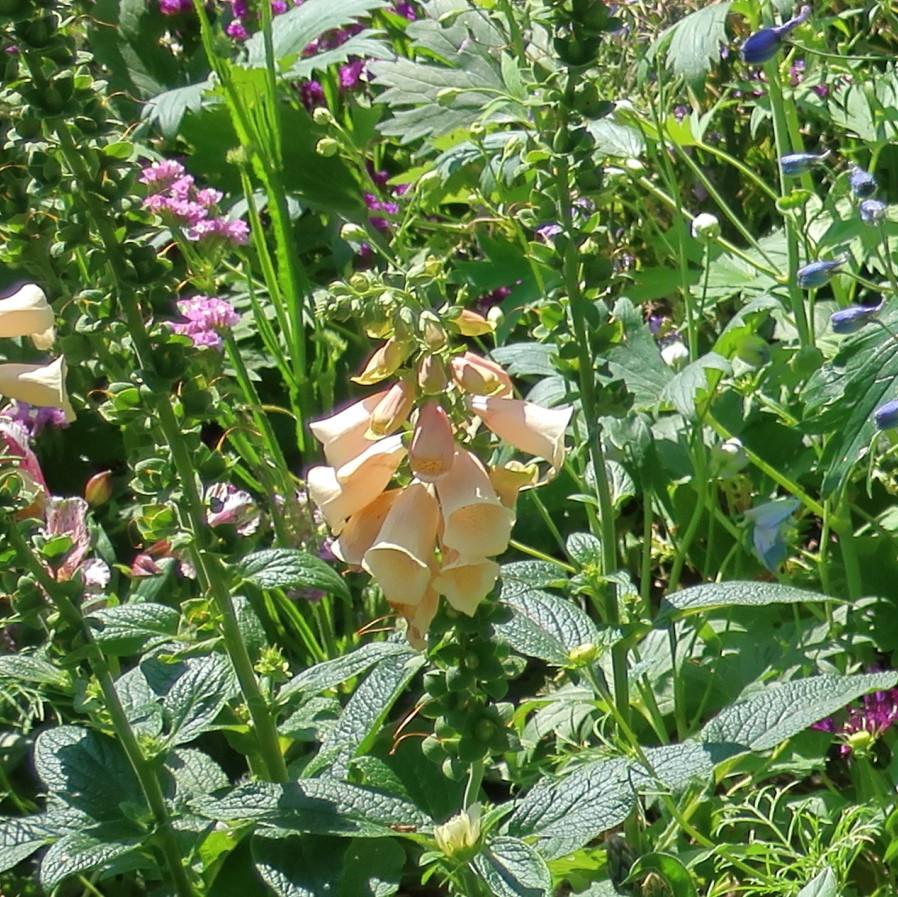 Digitalis purpurea 'Dalmatian Peach' ~ Dalmatian Peach Foxglove