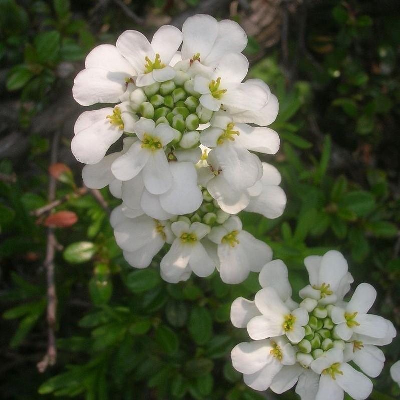 Iberis sempervirens 'Snowsurfer' ~ Snowsurfer™ Candytuft