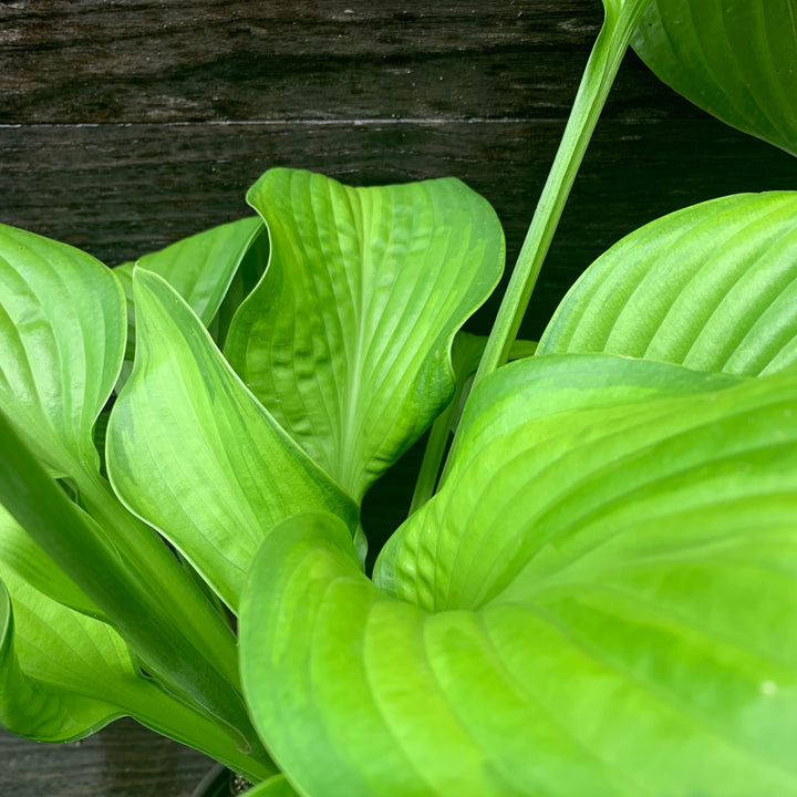 Hosta 'Guacamole' ~ Guacamole Hosta