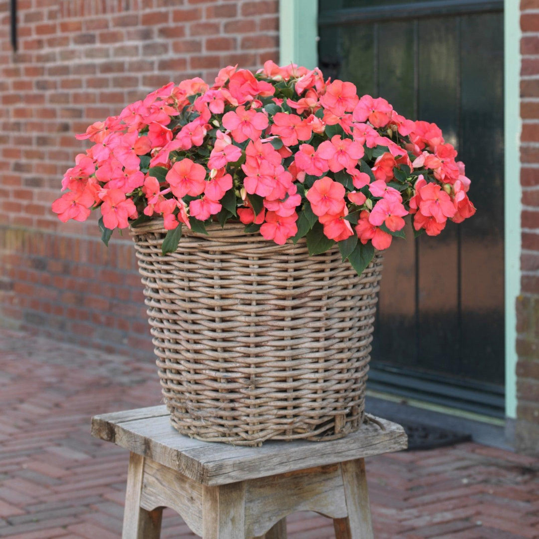Impatiens walleriana 'PAS1413664' ~ Beacon® Coral Impatiens