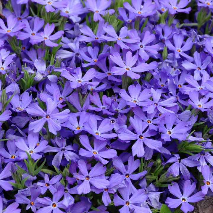 Phlox 'Violet Pinwheels' ~ Violet Pinwheels Phlox