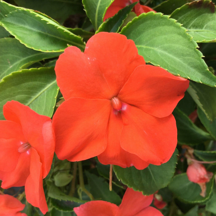 Impatiens walleriana 'PAS1357835' ~ Beacon® Salmon Impatiens