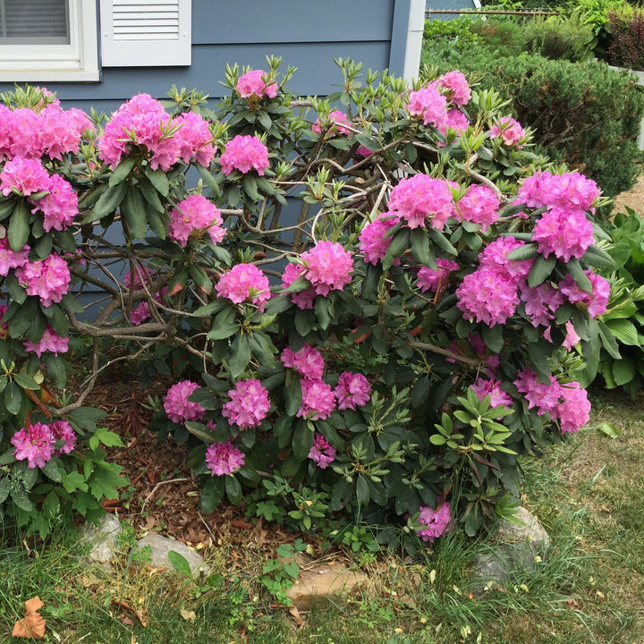 Rhododendron 'Roseum Elegans'  - Roseum Elegans Rhododendron