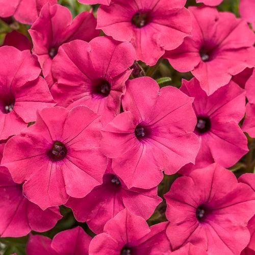 Petunia hybrid  'BHTUN65301' ~ PW® Supertunia Vista® Fuchsia Petunia