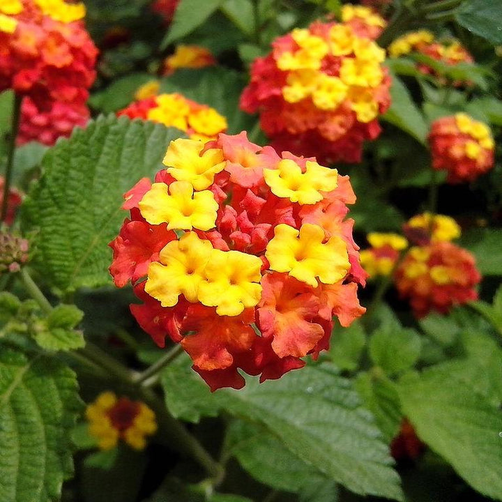 Lantana camara 'Balluced' ~ Little Lucky™ Red Lantana