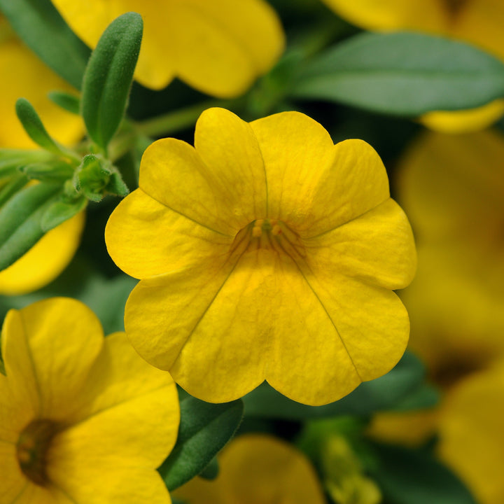 Calibrachoa hybrid 'Balcabdep' ~ Cabaret® Deep Yellow Calibrachoa