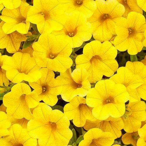 Calibrachoa hybrid 'WNCALSBYEL23' ~ PW® Superbells® Yellow Calibrachoa