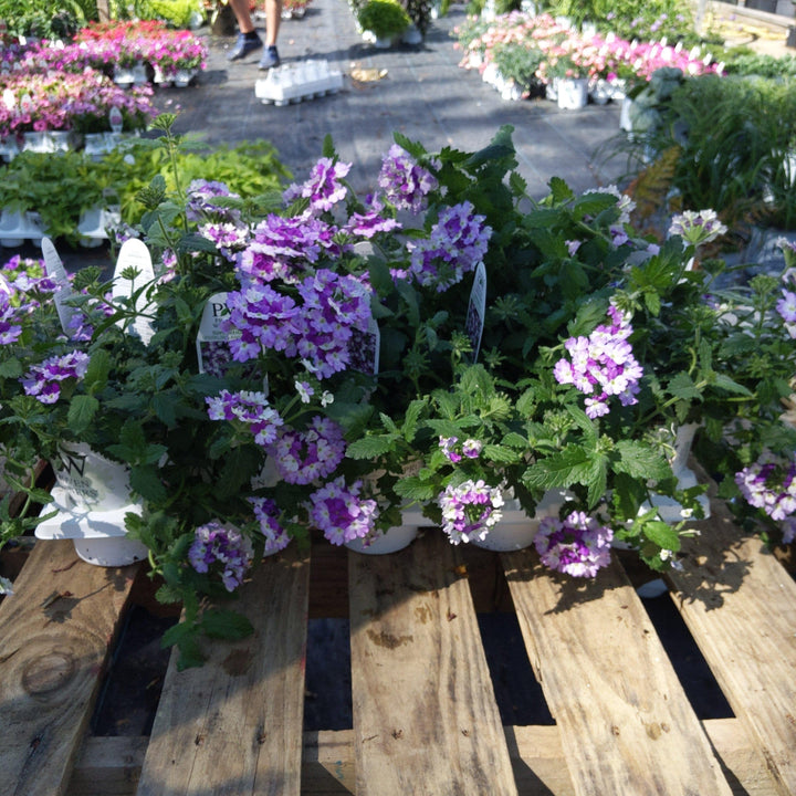 Verbena hybrid 'DVERBINPR' ~ PW® Superbena Sparkling® Amethyst Verbena