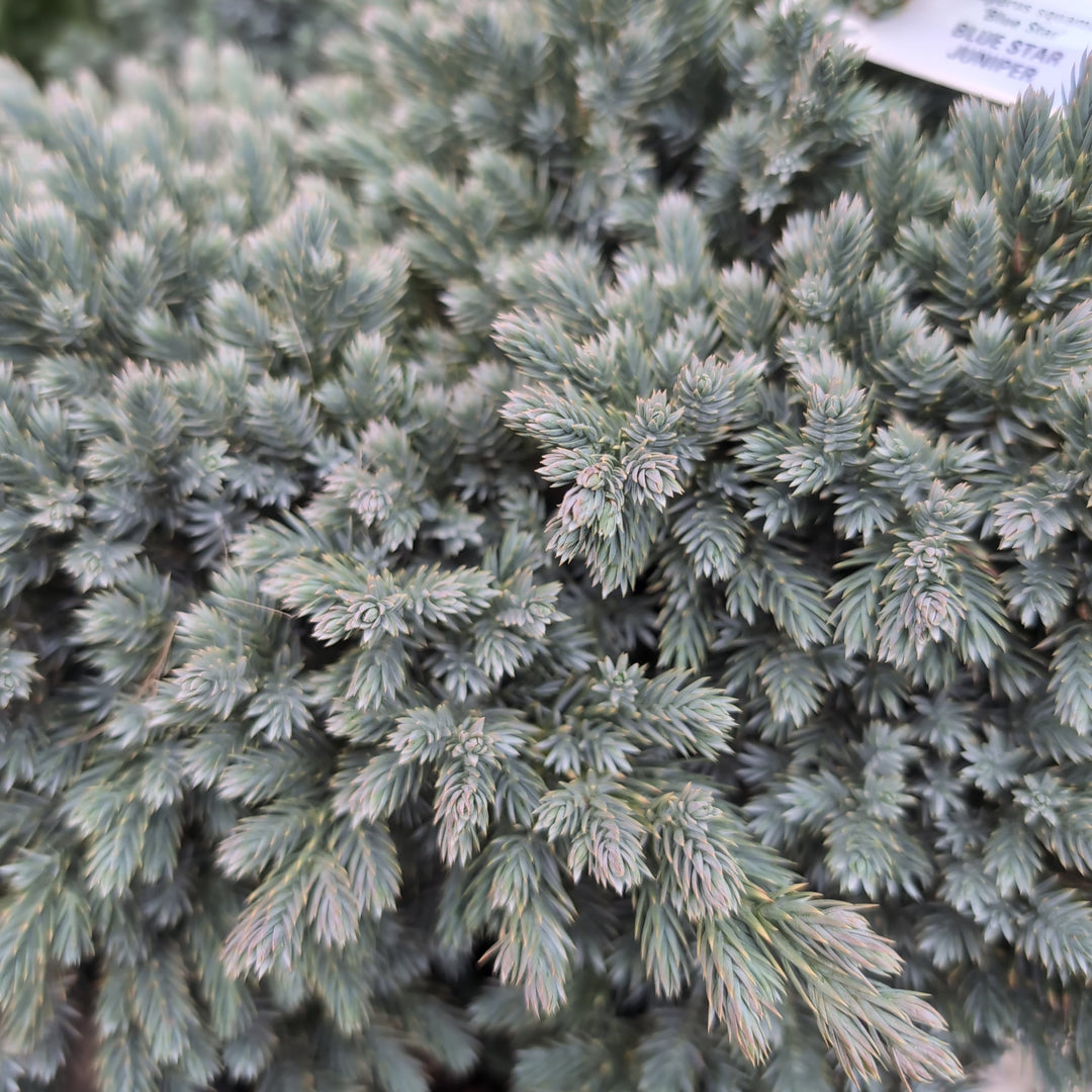 Juniperus squamata 'Blue Star'  - Blue Star Juniper