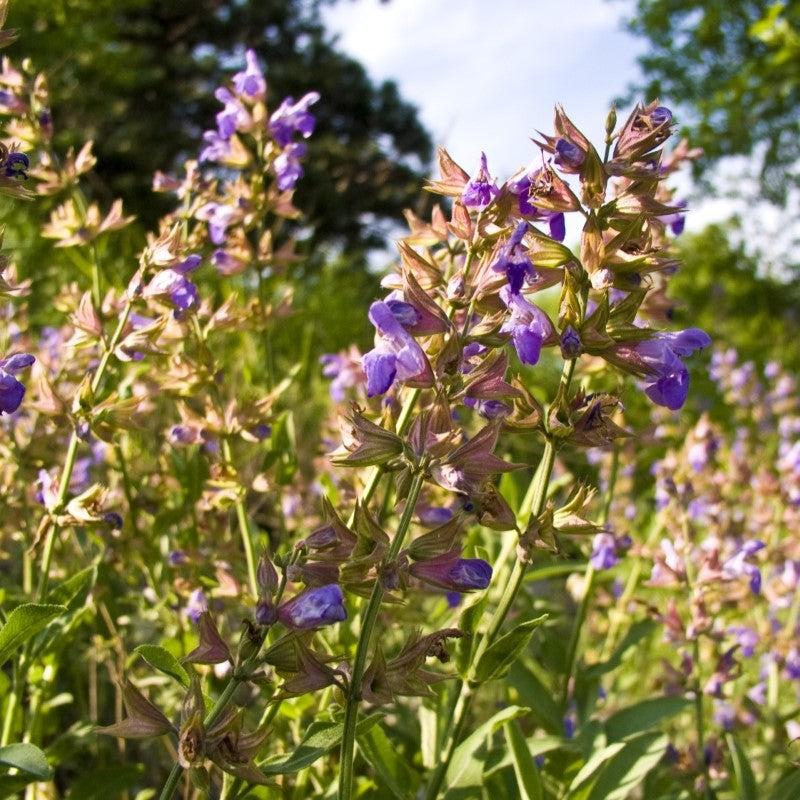 Salvia officinalis ~ Common Sage
