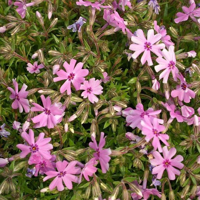 Phlox subulata 'Fort Hill' ~ Fort Hill Creeping Phlox