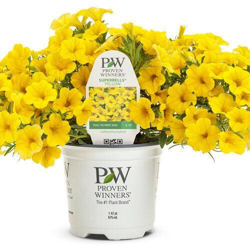 Calibrachoa hybrid 'WNCALSBYEL23' ~ PW® Superbells® Yellow Calibrachoa