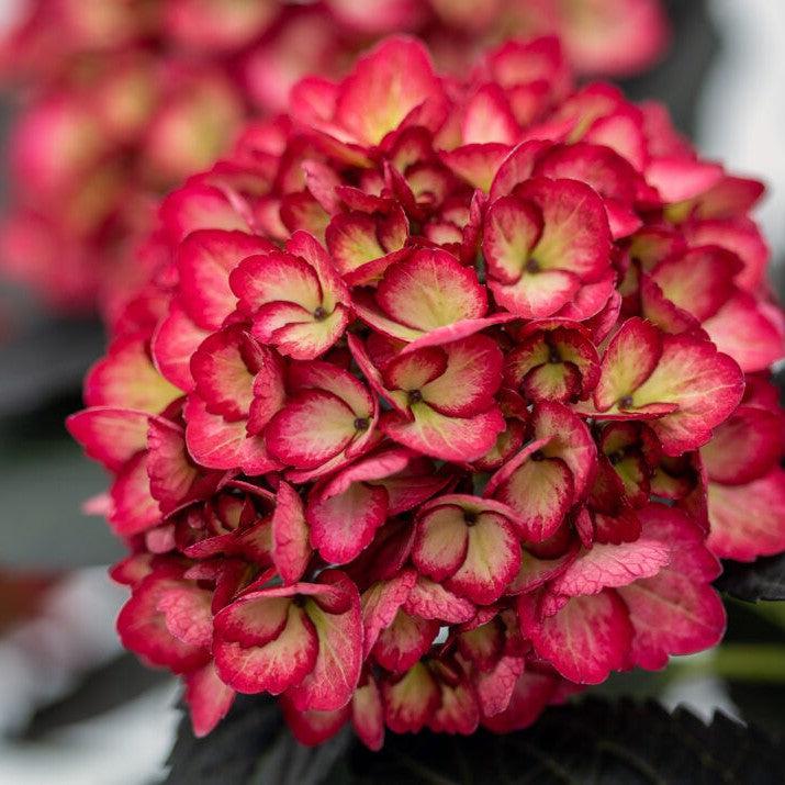 Hydrangea macrophylla 'Bailmacseven' ~ First Editions® Eclipse® Hydrangea