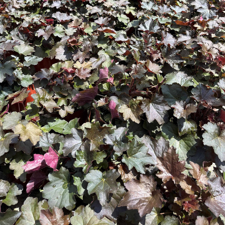 Heuchera micrantha 'Palace Purple' ~ Purple Palace Coral Bells